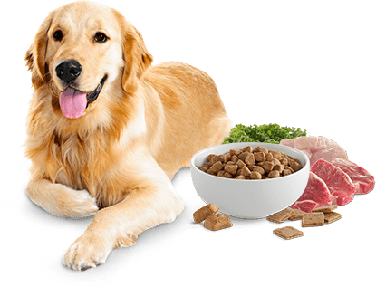 type="image/png" width="415" height="317" Dogs